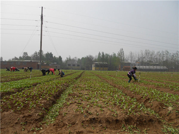 土壤養(yǎng)分速測(cè)儀的速測(cè)方法是什么？