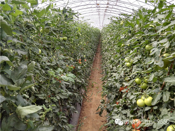 土壤水分速測(cè)儀可以解決冬旱的煩惱 土壤水分速測(cè)儀可以解決冬旱的煩惱