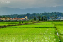 土壤水分速測儀調(diào)節(jié)土壤水分的方法？