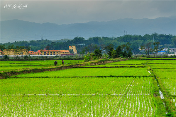 土壤水分速測(cè)儀調(diào)節(jié)土壤水分的方法？