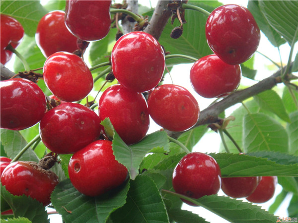 土壤養(yǎng)分速測儀是怎么測定土壤養(yǎng)分的？