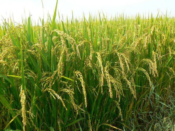 風(fēng)途FT-LORA土壤墑情監(jiān)測(cè)系統(tǒng)詳情 風(fēng)途FT-LORA土壤墑情監(jiān)測(cè)系統(tǒng)詳情