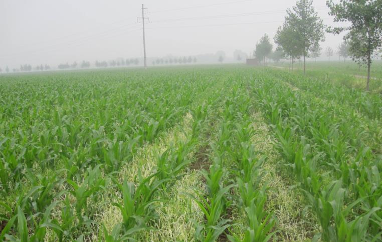 基于物聯(lián)網(wǎng)的農(nóng)業(yè)墑情監(jiān)測(cè)系統(tǒng) 基于物聯(lián)網(wǎng)的農(nóng)業(yè)墑情監(jiān)測(cè)系統(tǒng)