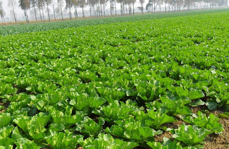 土壤墑情監(jiān)測需要怎么取樣？