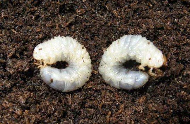 土壤含水量監(jiān)測(cè)儀器幫助消滅“地老虎” 土壤含水量監(jiān)測(cè)儀器幫助消滅“地老虎”