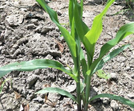 土壤墑情如何實(shí)現(xiàn)自動(dòng)監(jiān)測(cè)？