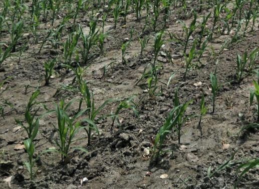 土壤墑情監(jiān)測站是怎樣的系統(tǒng)？