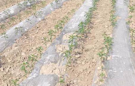 基于無線網(wǎng)絡(luò)的遠(yuǎn)程墑情監(jiān)測系統(tǒng)介紹 基于無線網(wǎng)絡(luò)的遠(yuǎn)程墑情監(jiān)測系統(tǒng)介紹