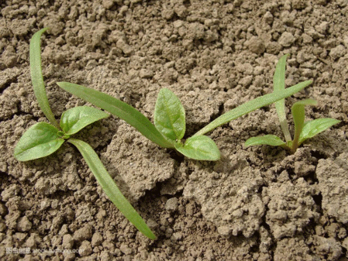 土壤墑情監(jiān)測(cè)系統(tǒng)為種植提供參考數(shù)據(jù) 土壤墑情監(jiān)測(cè)系統(tǒng)為種植提供參考數(shù)據(jù)