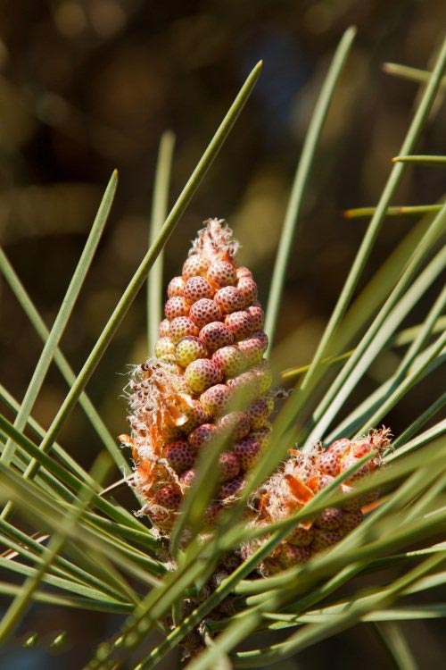 土壤水分實(shí)時(shí)監(jiān)測(cè)設(shè)備是如何在菠蘿園發(fā)揮作用的？